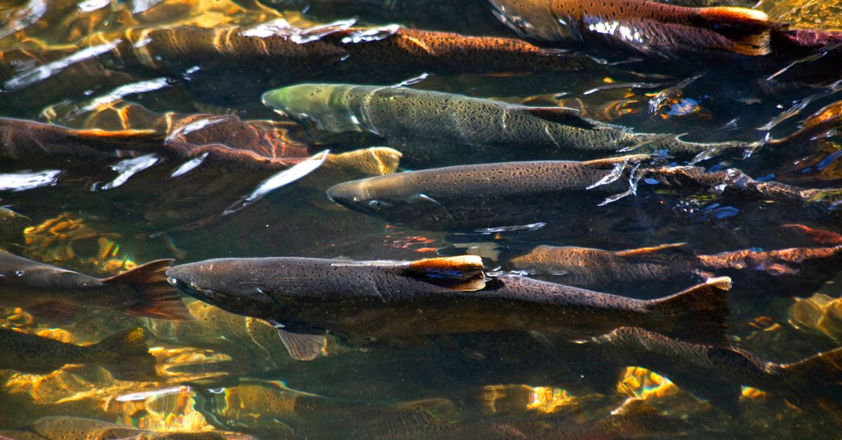 Salmon in Issaquah Creek