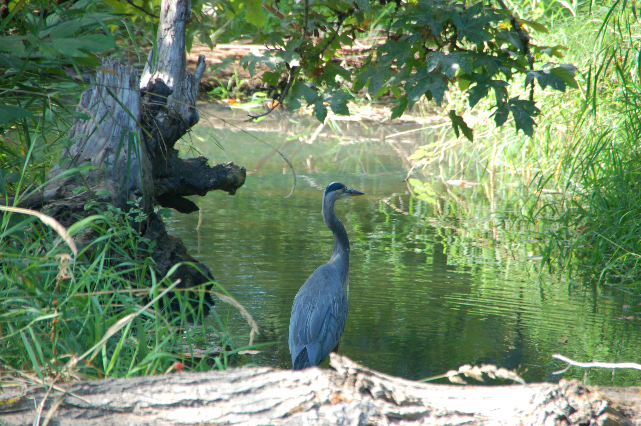 Heron on the shore