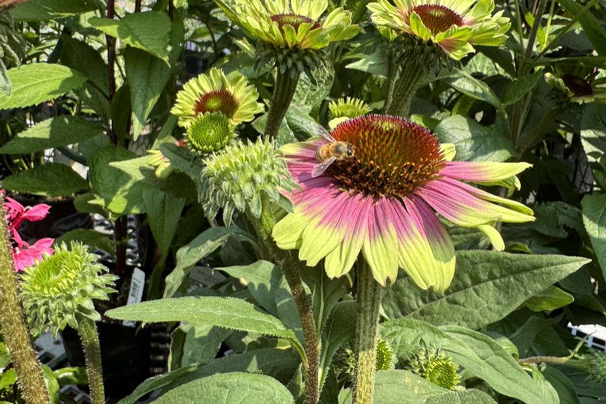 Echinacea-two-tone