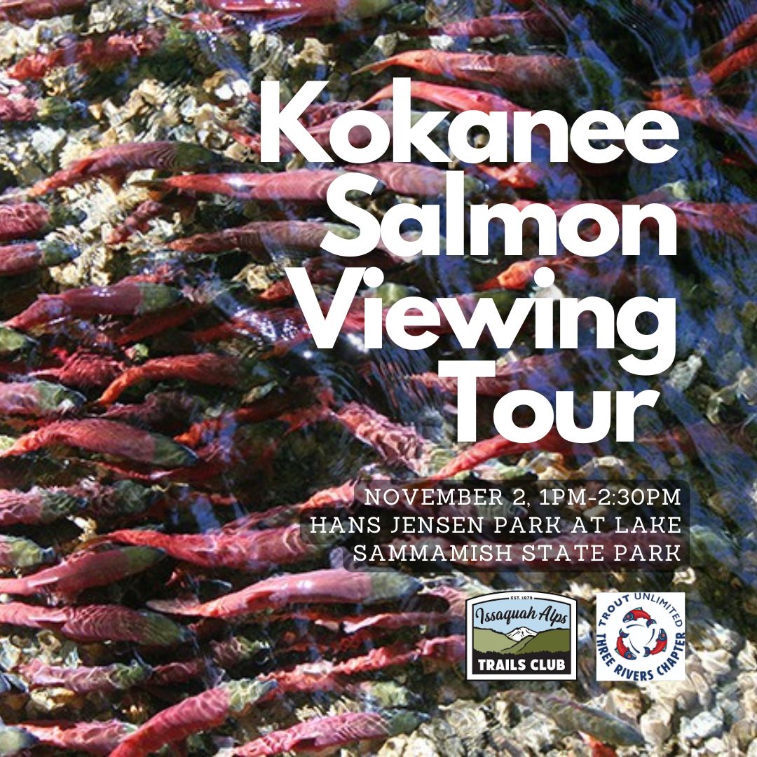 Kokanee Salmon Viewing Tour