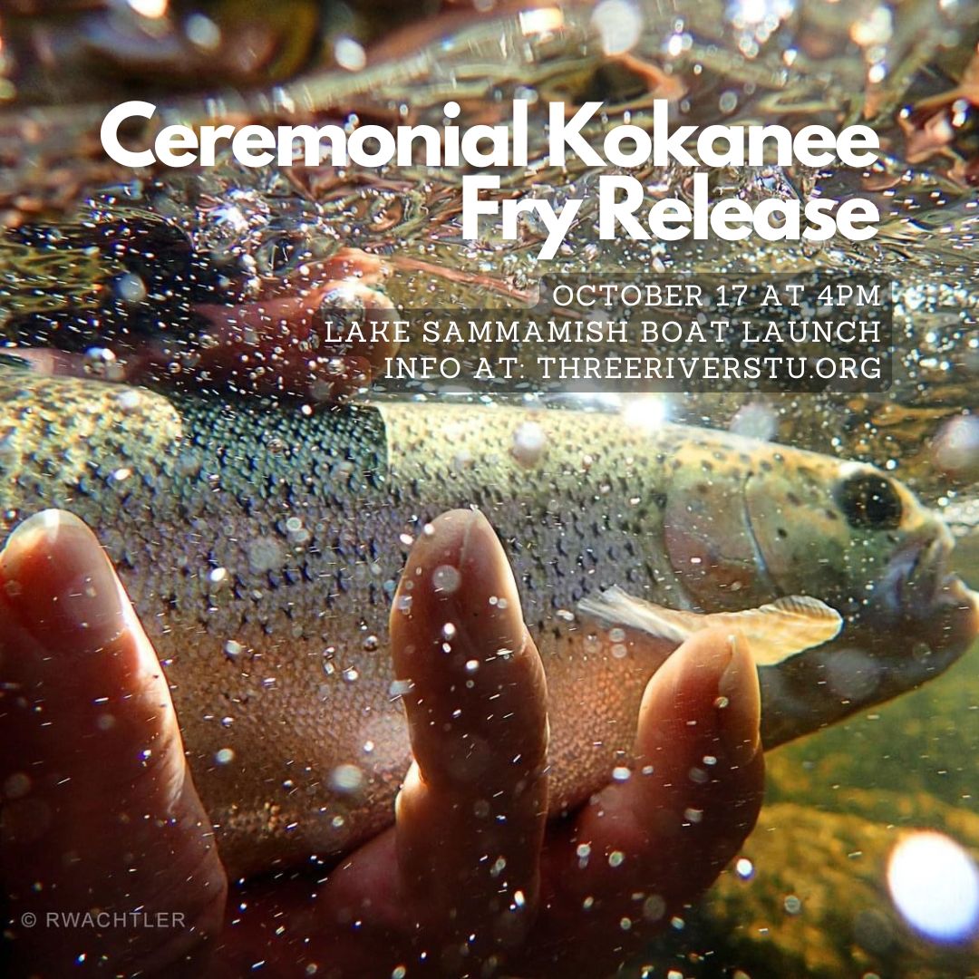 Oct Kokanee Fry Release